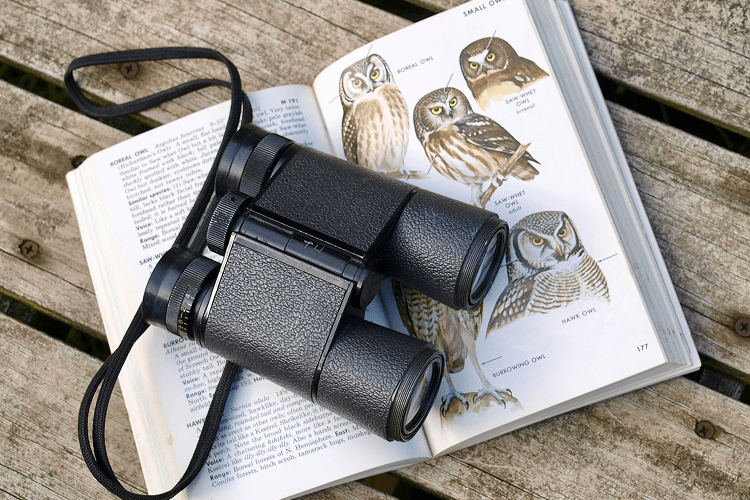 A pair of binoculars and an open birdwatching guidebook featuring small owls, placed on a wooden surface, highlighting essential tools for learning how to become a birdwatcher.